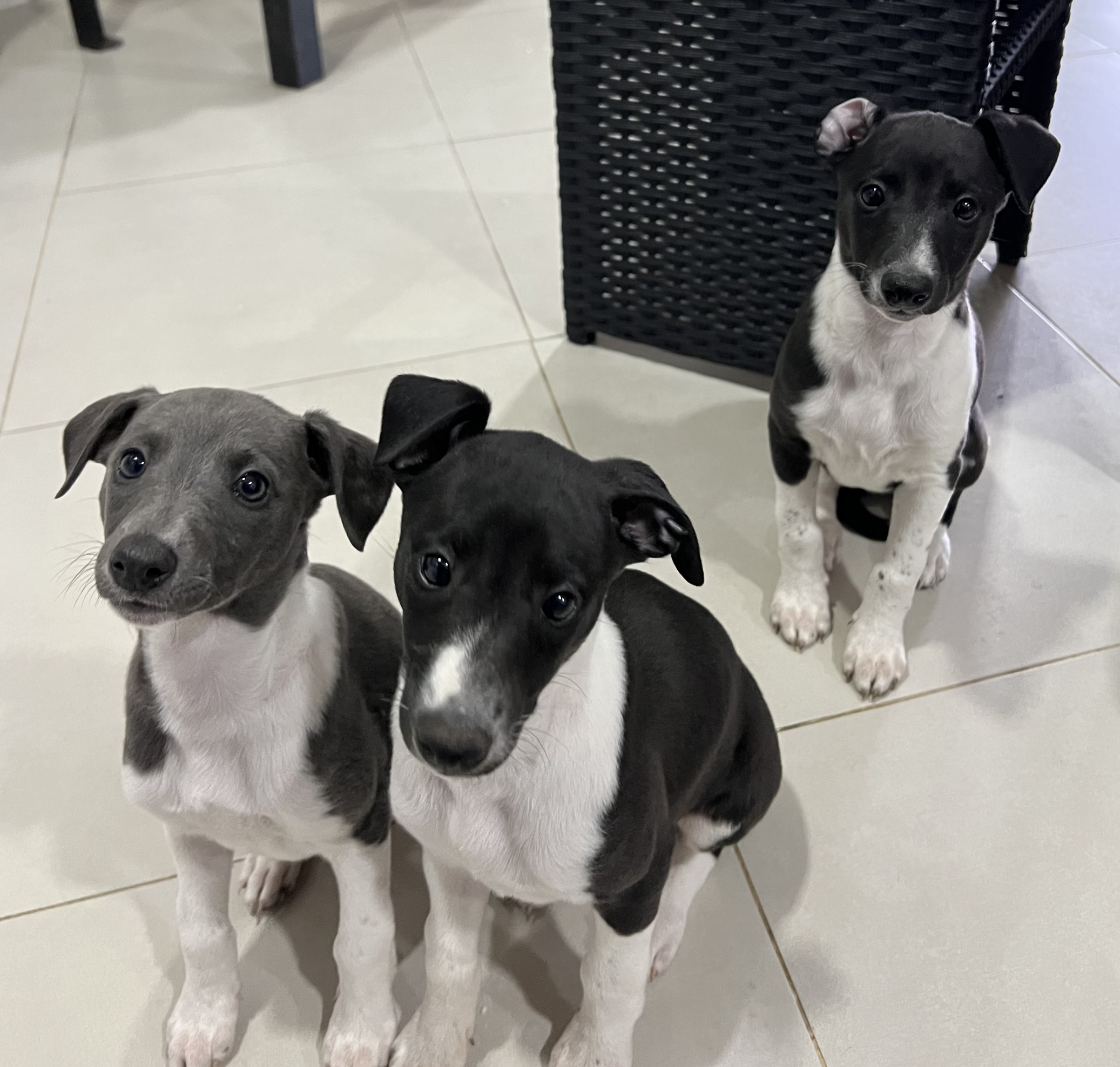 Adorable Whippet Puppies Ready for Their Forever Homes!
